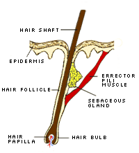 Hair and its root structure