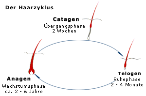 The hair growth cycle